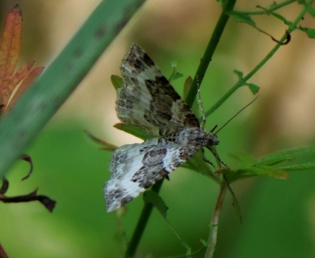falena da identificare